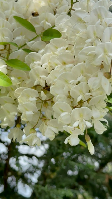Miele “Acacia & Erica” – Edizione Limitata