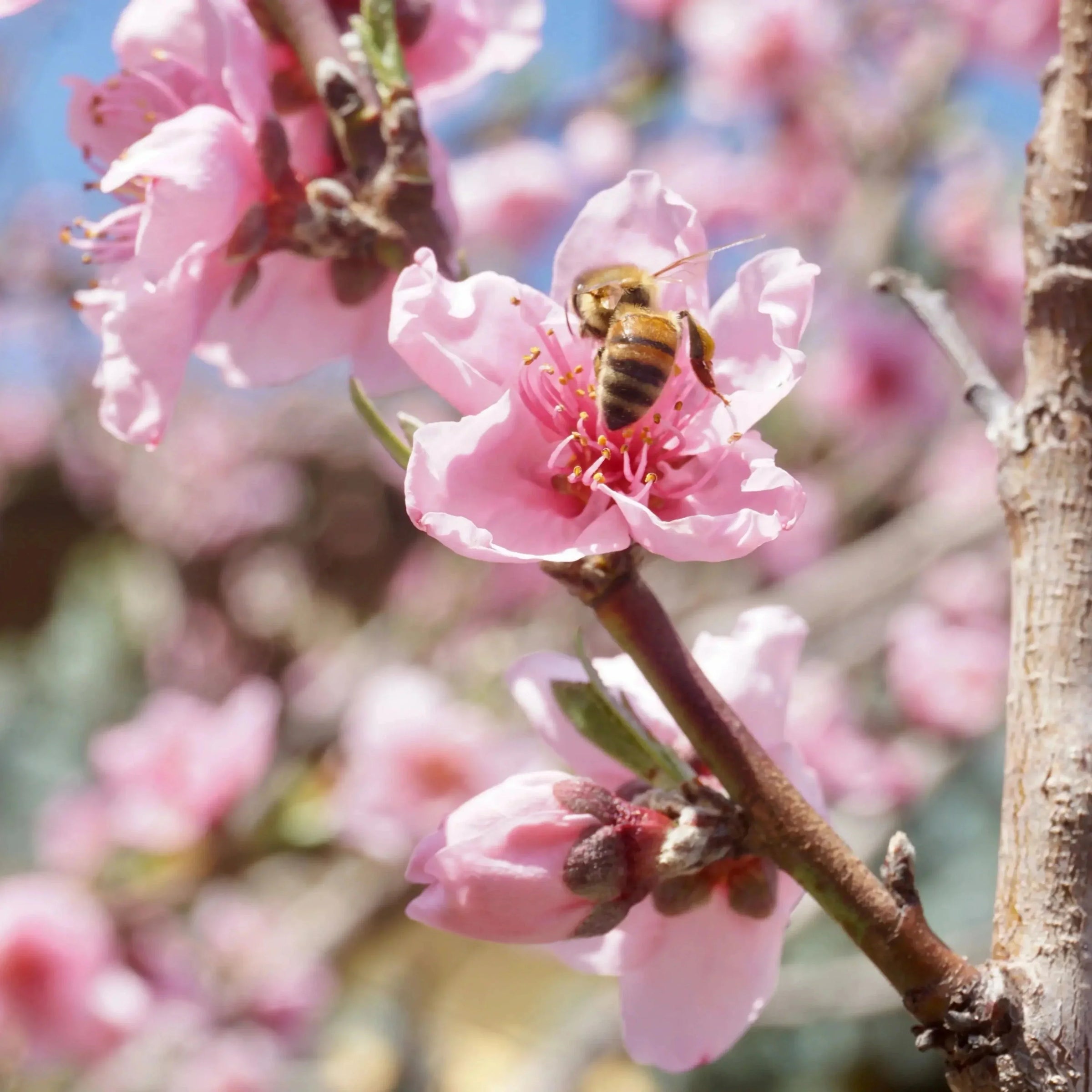 🌱 Warum Bienen den Unterschied zwischen Blüte und Frucht ausmachen