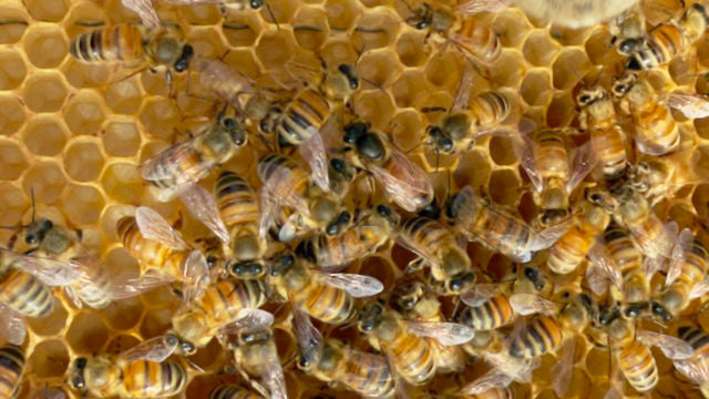 🐝👑 Regina, operaie e fuchi: come funziona davvero una famiglia di api
