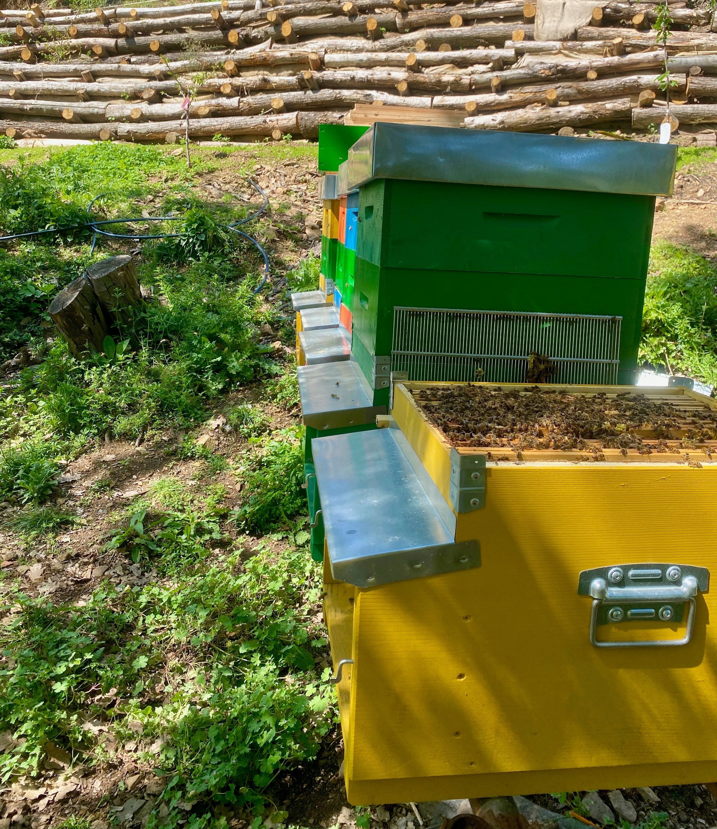 Wie ein Bienenstock funktioniert: eine perfekte Gesellschaft