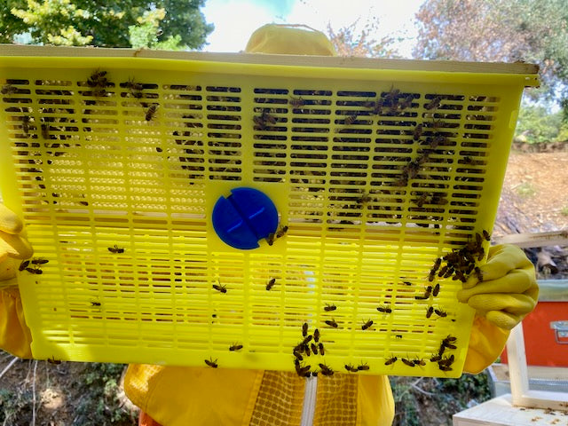 Ci prendiamo cura delle nostre api anche nel controllo della Varroa, utilizzando trattamenti ammessi in apicoltura biologica e intervenendo solo quando necessario. Cerchiamo di mantenere una gestione semplice e attenta, rispettando l’equilibrio dell’alveare.
