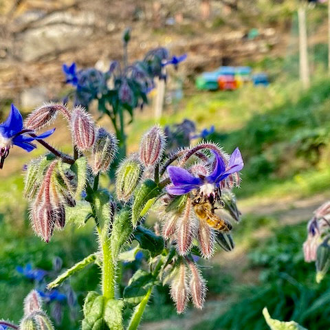Le nostre api sono nutrite esclusivamente con miele, senza zuccheri aggiunti, garantendo così il loro benessere e una produzione di miele puro, autentico e ricco di benefici naturali.